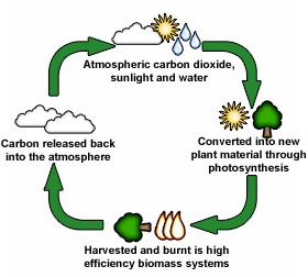 The Carbon Cycle